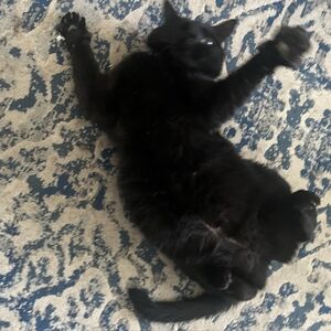 Meet your Posher, Nick